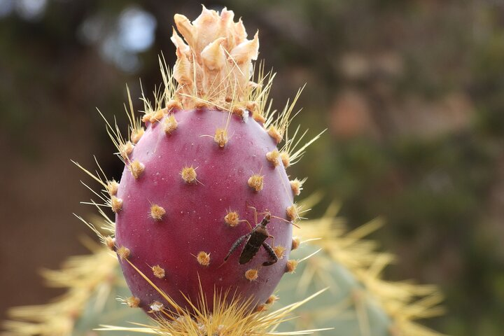 Half-Day Guided Hike in Joshua Tree National Park - Photo 1 of 22